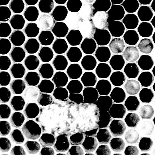 Honeycomb with larvae and honey bee cell
