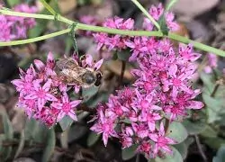 Flowers with a bee